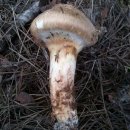 송이(학명:Tricholoma matsutake)버섯 이미지