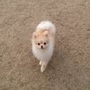 야탑 반려견 이미지