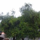 시조마을 이미지