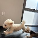 도그매니저 | 서초, 반포 애견호텔 추천 1순위, 디오네도그케어 믿고 맡기세요