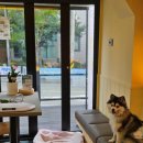 메리몰펫샵(사직점) 이미지