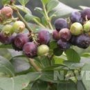 블루베리 이미지