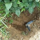 관정목장 이미지