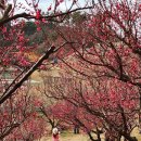 오조산공원 인근 횡단보도(왼쪽) | 부산 기장 매화원 3월 8일 다녀온 생생 후기 실시간 개화 절정시기 ft. 개방일정 주차