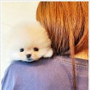 퍼피로그 강아지분양 창원점 이미지