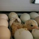 청계마을민박 네이버블로그