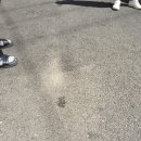 새소망고시원