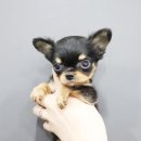 내품안의 반려견 김포점 이미지