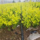 황금누리농장 이미지