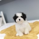 강아지집 티스토리