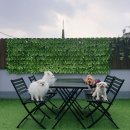 루프앤독 이미지