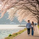 패턴으로 만나는 힐링타임 젠탱글 | 강원 벚꽃축제 1박2일 코스 총정리, 강릉 속초 동해안 봄여행 일정