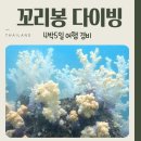 태국의 숨은 보석같은 휴양지 꼬리봉 다이빙 후기