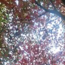 성균관유치원 이미지