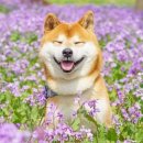 꽃개 이미지