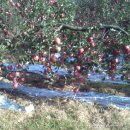 신기낙시터 이미지