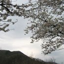 벗꽃축제 - 가볼만한 곳 (명소) 2016년 벗꽃축제 일정 이미지