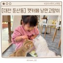 낭만고양이 | [대전 둔산동] 아이와 갈만한곳 캣카페 낭만고양이