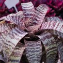 부흥농장 | 브로멜리아드 농장 공동 구매 리스트 (브리세아)