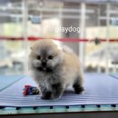 플레이독 파주본점 이미지