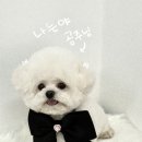 멍발소 이미지