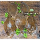 영어조합법인 일출봉 이미지