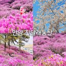 효성안양공장 앞 | 경기도 꽃구경 안양 진달래동산 효성공장 개방