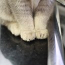발렌헤어 이미지
