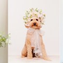 펫테이블 이미지