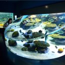 제주해양과학관 (아쿠아플라넷) 이미지