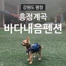 바다내음펜션 | [강원도 평창 애견동반펜션] &lt;흥정계곡&gt; 바다내음펜션