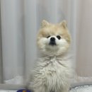 이지케어 | 밤에 먹는 강아지종합영양제 이지케어나이트 후기