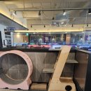 고양이PC&카페 이미지