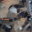 애견 미용실 이미지