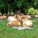 소떼목장 이미지