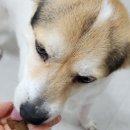 저알러지 강아지곤충사료, 왓더펫 지미니 귀뚜라미단백질 인섹트사료