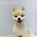 중원동물병원