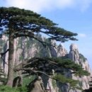 소나무 - 수성구 알파시티1로4길 22 | 소나무