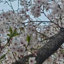 다정가 | [가야한우리] 봄꽃 생각