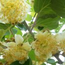 해금농장 이미지