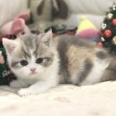 대구고양이분양 도레미캣 이미지