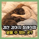펫로스 케어 | 경산 강아지 장례식장 믿을 수 있는 곳? 추천 장소부터 비용, 후기까지 완벽 정리