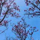 홍매화 민박 이미지