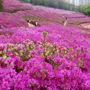 철쭉동산 이미지