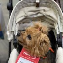 (주)모인 | 2025 일산 케이펫페어 메가주 관람 후기