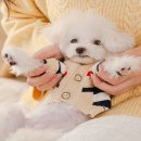 굄 이미지