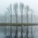 감사나무 이미지