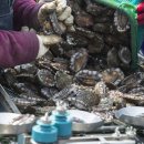 전복총각 이미지