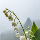 릴리(LiLy) 네이버블로그