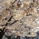 서울 벚꽃 명소 불광천/여의도 윤중로 벚꽃축제 취소했지만,,,